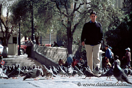 pigeon-walk.jpg