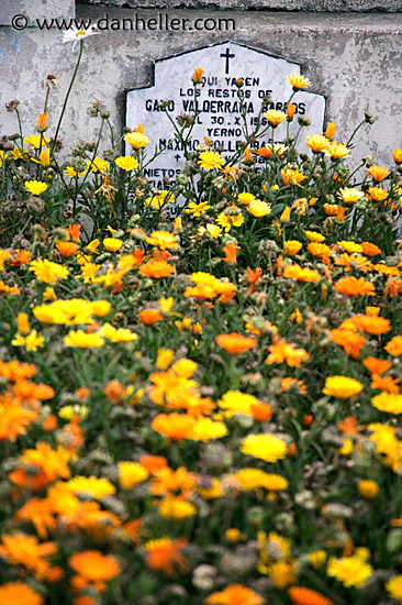 daisy-grave.jpg