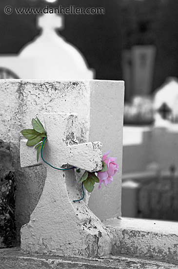 rose-on-grave.jpg