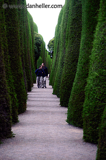 tree-wall-walk.jpg