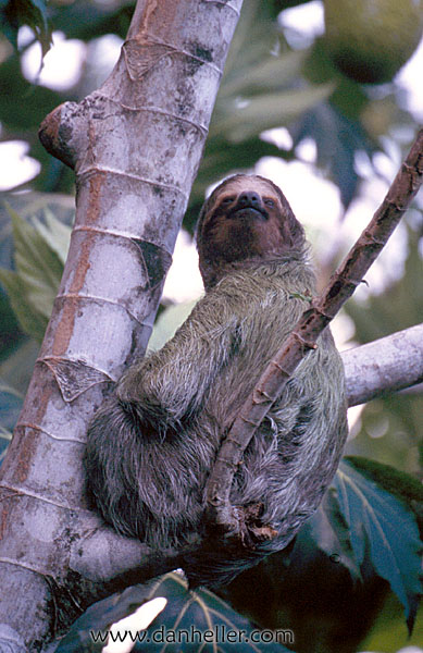 sloth-01.jpg