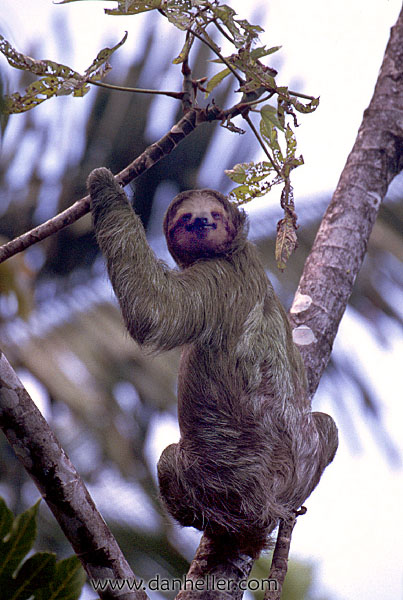 sloth-02.jpg
