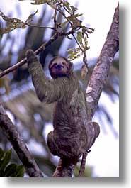 animals, costa rica, latin america, sloth, vertical, photograph
