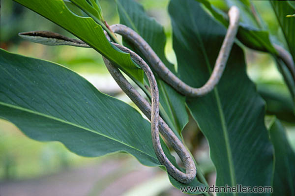 vine-snake.jpg