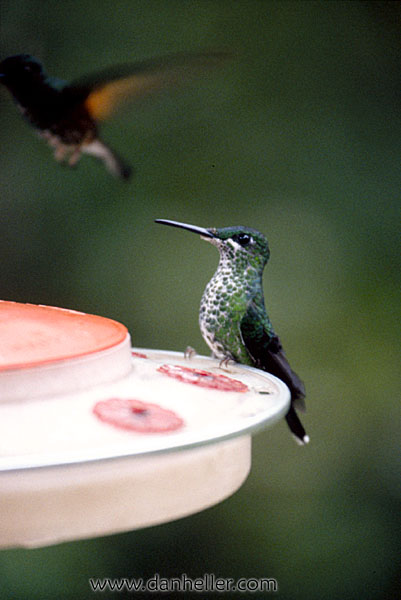 humming-bird-02.jpg