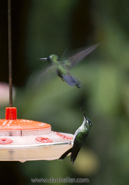 humming-bird-04.jpg