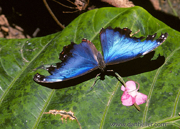 butterflies-01.jpg