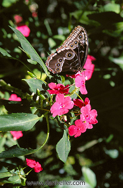 butterflies-08.jpg