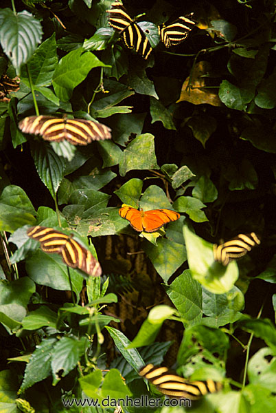 butterflies-09.jpg