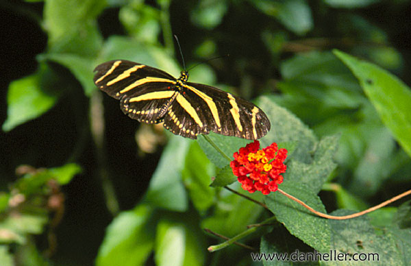 butterflies-10.jpg