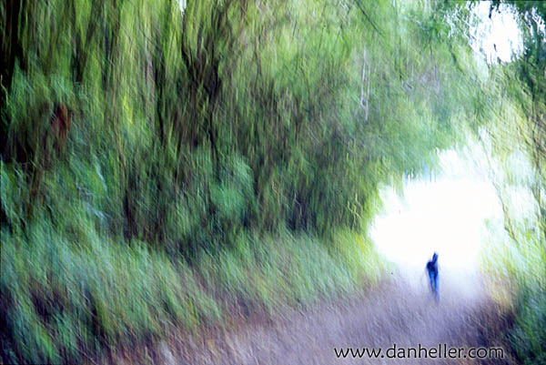 abstract-tree-tunnel.jpg