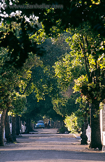 tree-tunnel.jpg