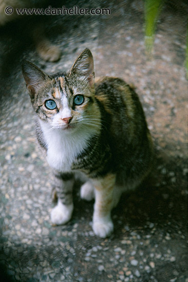 blue-eyed-cat.jpg