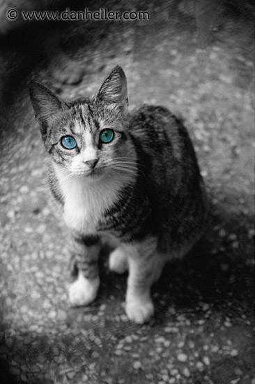 blue-eyed-cat-bwc.jpg
