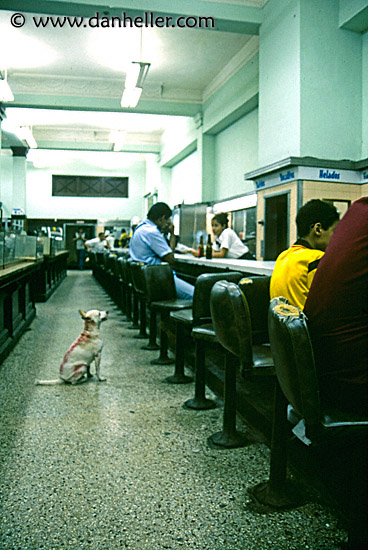 cafe-dog.jpg