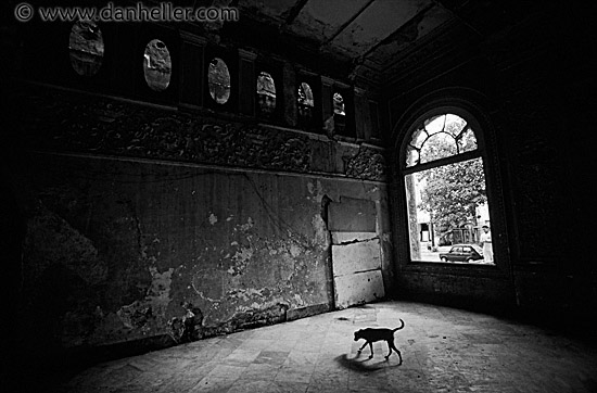 dim-lit-dog-bw.jpg