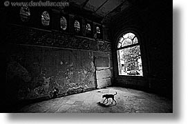 images/LatinAmerica/Cuba/Dogs-n-Cats/dim-lit-dog-bw.jpg