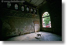 images/LatinAmerica/Cuba/Dogs-n-Cats/dim-lit-dog.jpg