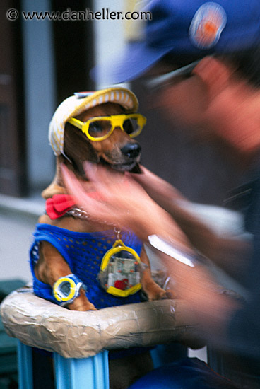 dog-blur.jpg