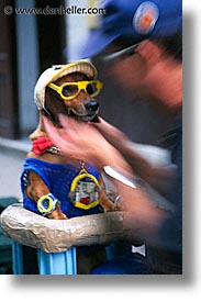 images/LatinAmerica/Cuba/Dogs-n-Cats/dog-blur.jpg