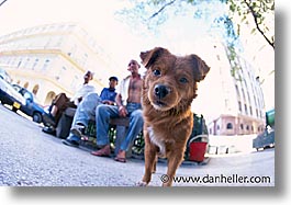 images/LatinAmerica/Cuba/Dogs-n-Cats/dog01.jpg