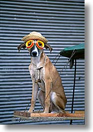 images/LatinAmerica/Cuba/Dogs-n-Cats/dog04.jpg