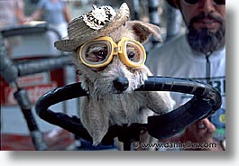 images/LatinAmerica/Cuba/Dogs-n-Cats/goggles2.jpg