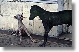 images/LatinAmerica/Cuba/Dogs-n-Cats/growling-dog.jpg