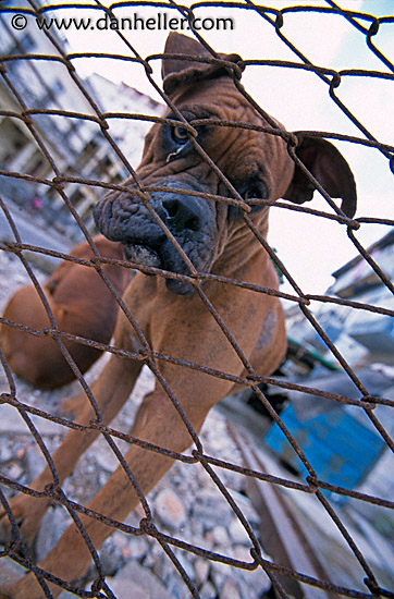 junkyard-dogs-2.jpg