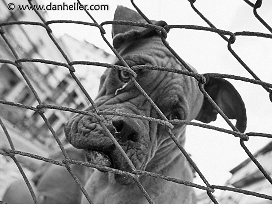 junkyard-dogs-2-bw.jpg