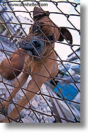 images/LatinAmerica/Cuba/Dogs-n-Cats/junkyard-dogs-2.jpg