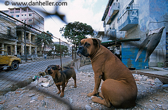 junkyard-dogs-3.jpg