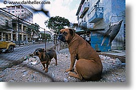 caribbean, cats, cuba, dogs, havana, horizontal, island nation, islands, junkyard, latin america, south america, photograph