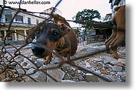 images/LatinAmerica/Cuba/Dogs-n-Cats/junkyard-dogs-4.jpg