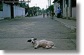 images/LatinAmerica/Cuba/Dogs-n-Cats/laying-road-dog.jpg