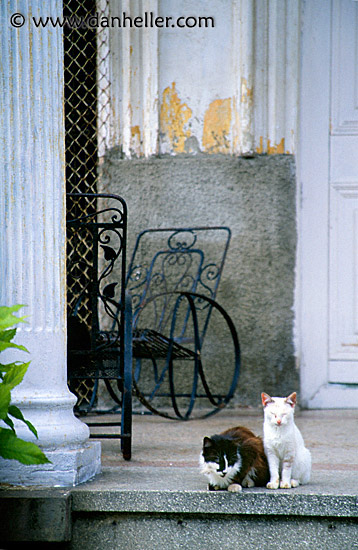porch-cats.jpg