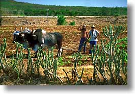 images/LatinAmerica/Cuba/EastCuba/farm-a.jpg