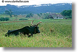 images/LatinAmerica/Cuba/Scenics/bull-1.jpg