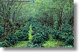 images/LatinAmerica/Cuba/Scenics/coffee-plants.jpg