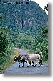 images/LatinAmerica/Cuba/Scenics/farmer-n-cattle.jpg