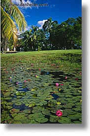 images/LatinAmerica/Cuba/Scenics/lilly-pond1.jpg