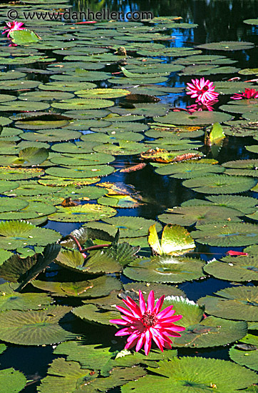 lilly-pond2.jpg