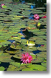 images/LatinAmerica/Cuba/Scenics/lilly-pond2.jpg