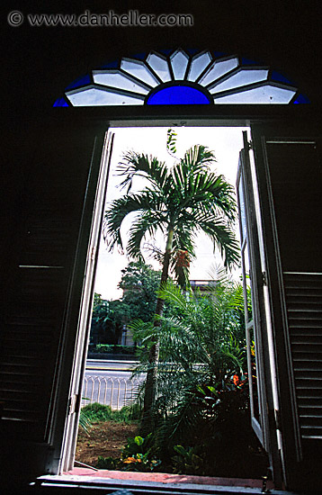 window-palm.jpg