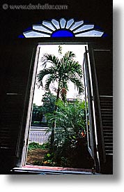 images/LatinAmerica/Cuba/Vedado/window-palm.jpg