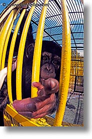 images/LatinAmerica/Cuba/Zoo/chimp-finger-pointing.jpg