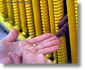images/LatinAmerica/Cuba/Zoo/chimp-fingers.jpg