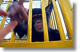 images/LatinAmerica/Cuba/Zoo/chimp-grab-1.jpg
