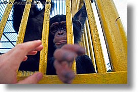 images/LatinAmerica/Cuba/Zoo/chimp-grab-2.jpg