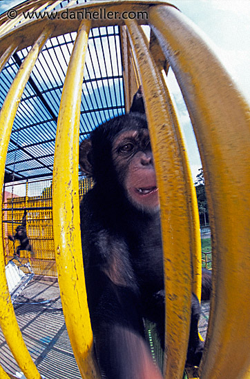 chimpanzee.jpg